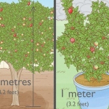 Piantare un albero di melograno