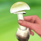 Riconoscere una manite tuberosa verde