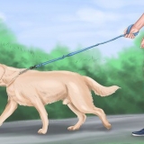 Calmare un grosso cane giocoso