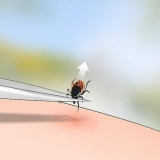 Identificare una zecca di cervo