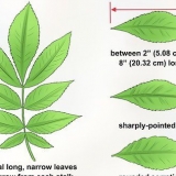 Identificazione di un albero di noce