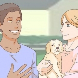 Accarezzare un cane