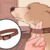 Come non addestrare un cane a tirare