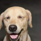 Come impedire a un cane di saltare addosso alle persone