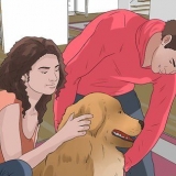 Come sollevare correttamente un cane