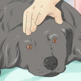 Aiutare un cane morente