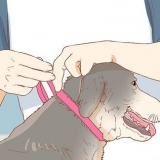 Impedisci a un cane di leccare una ferita