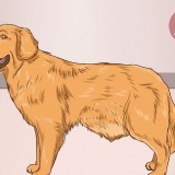 Aiutare un cane a eliminare un blocco nell'intestino
