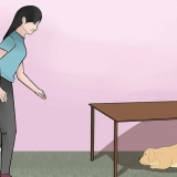 Mantenere un cane calmo durante i fuochi d'artificio
