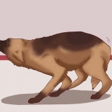 Calmare un cane
