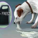 Fai vomitare un cane