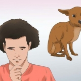 Metti giù un cane