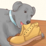 Come fare in modo che un cane smetta di mangiare terra