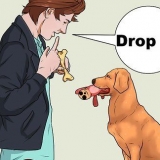 Insegnare a un cane a prendere