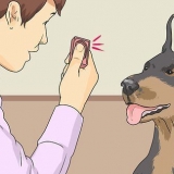 Insegnare a un cane a sorridere
