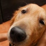 Massaggiare un cane