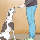 Punire un cane