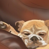 Addestrare un cane