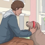 Portare a spasso un cane