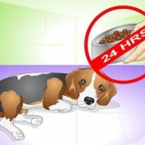 Come curare un cane dal mal di stomaco