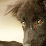 Farti amare da un cane