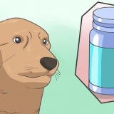 Anestetizza in sicurezza un cane