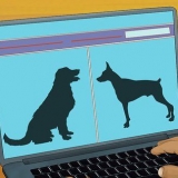 Adotta un cane guida