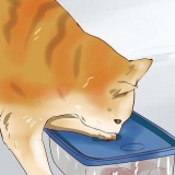 Far addormentare un gattino iperattivo