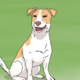 La scelta di un cucciolo di jack russell