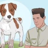 Mantenere un jack russell terrier felice