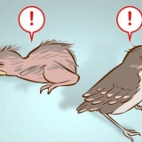 Aiutare un uccellino caduto da un nido