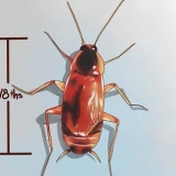 Riconoscere uno scarafaggio