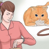 Metti un collare su un gatto