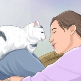 Impedisci a un gatto di svegliarti