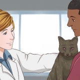 Dare sedativi a un gatto