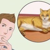 Coccolare un gatto