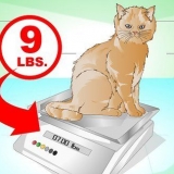 Fai arrivare un gatto