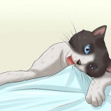 Come far smettere di masticare un gatto