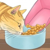 Fai smettere di miagolare un gatto
