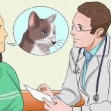 Medicare un gatto