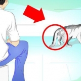 Trattare un gatto con la coda rotta