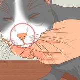 Trattare un gatto con il naso chiuso