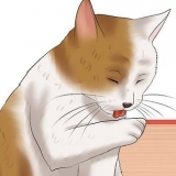 Controllare un gatto per le pulci
