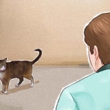 Addomestica un gatto