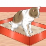 Fare un clistere a un gatto a casa