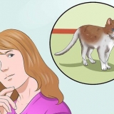 Addestrare un gatto per essere al sicuro fuori ed essere un buon topo