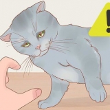 Tenendo un gatto