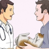 Preparare un gatto per un viaggio in aereo