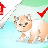 Fare il bagno a un gattino