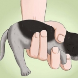 Fai la cacca di un gattino